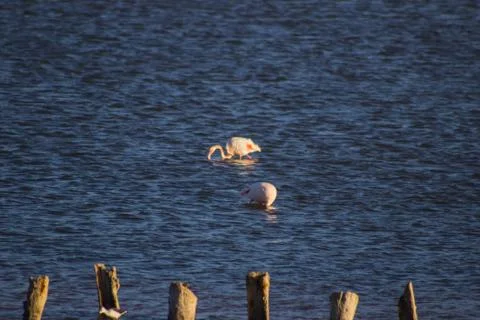 Flamingos in water Stock Photos