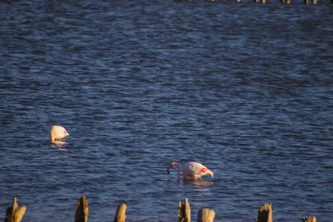 Flamingos in water Stock Photos