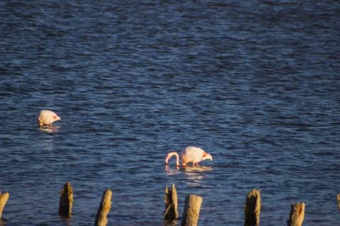 Flamingos in water Stock Photos