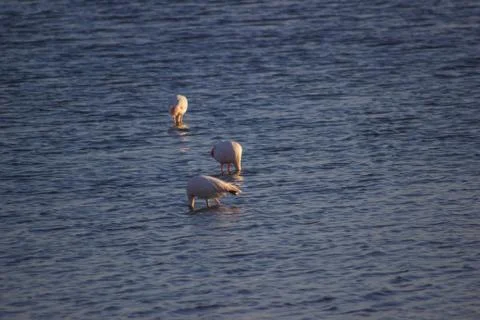 Flamingos in water Stock Photos