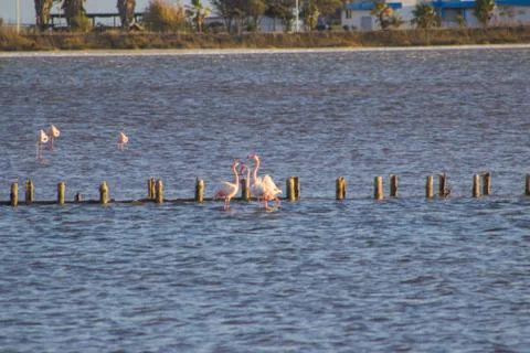 Flamingos in water Stock Photos