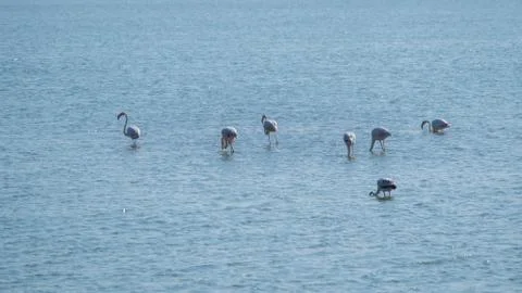 Flamingos in the water Stock Photos