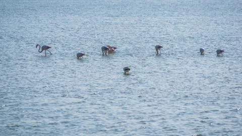 Flamingos in the water Stock Photos
