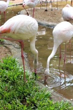 Flamingos in the water Stock Photos
