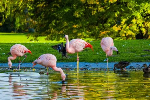 Flamingos in water Stock Photos