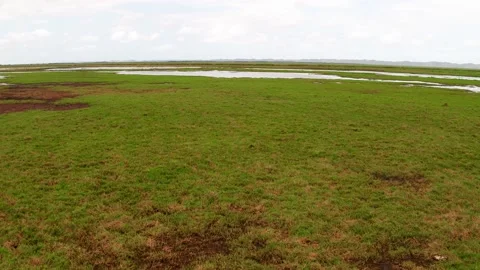 Flamingos in wetland with drone Stock Footage 186094534