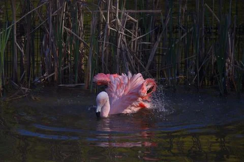 Flamingos while bathing or preening their feathers Stock Photos