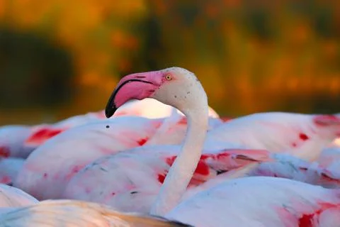 Flamingos while feeding at evening Stock Photos