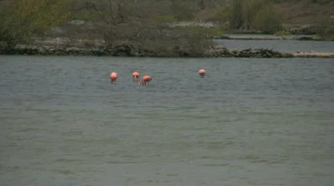 Flamingo's in the wild 2 Stock Footage 326482