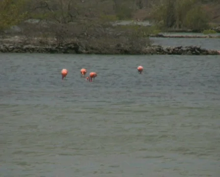 Flamingo's in the wild 2 PAL Stock Footage 326485