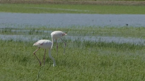 Flamingos in the Wild (Spain) 4k Video stock 327041857