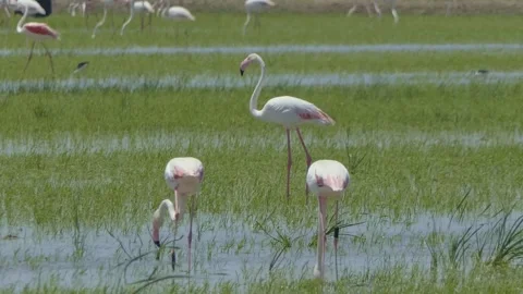 Flamingos in the Wild (Spain) 4k Video stock 327041858