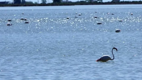 Flamingos in the Wild (Spain) 4k Video stock 327041861
