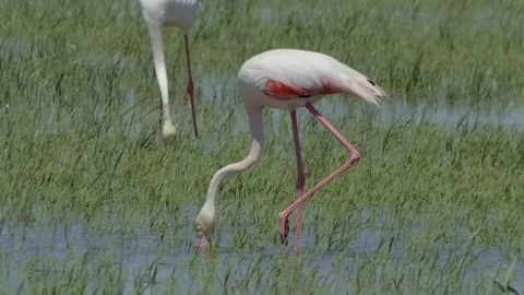 Flamingos in the Wild (Spain) 4k Video stock 327041865
