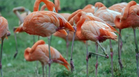 Flamingos in the zoo from close up Stock Footage 53455990