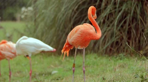 Flamingos in the zoo from close up Stock Footage 53483899