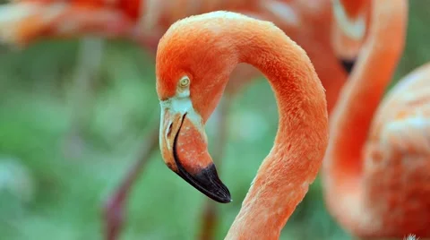 Flamingos in the zoo from close up Stock Footage 53483991