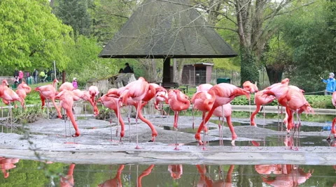 Flamingos in the Zoo 動画素材 41231212