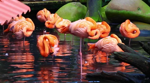 Flamingos in a Zoo Stock Footage 45656859