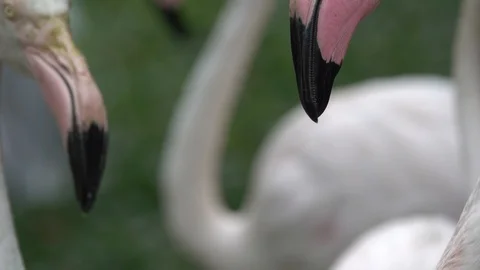 Flamingos in the zoo. Stock Footage 98235410
