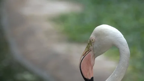Flamingos in the zoo. Stock Footage 98235800