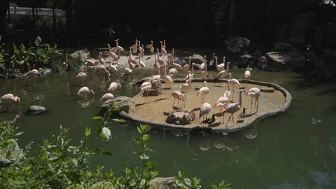 Flamingos at the zoo Stock Footage 127800624