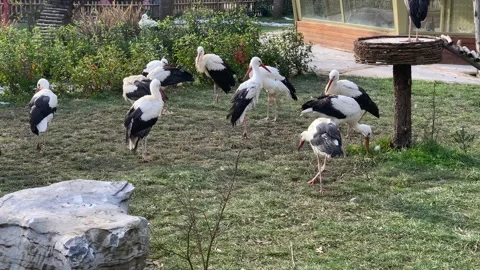 Flamingos in the zoo Stock Footage 171927107