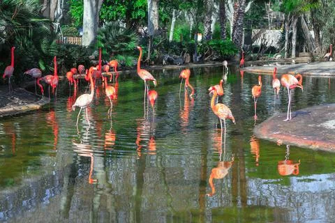Flamingos at the zoo Stock Photos