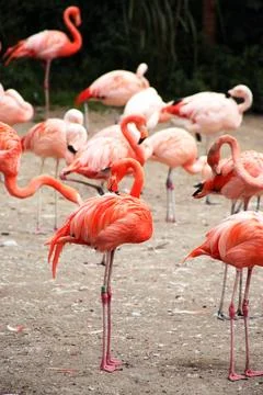 Flamingos At The Zoo Stock Photos
