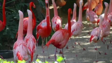 Flamingos1 Stock Footage 10880785