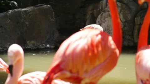 Flamingos2 Stock Footage 10881606
