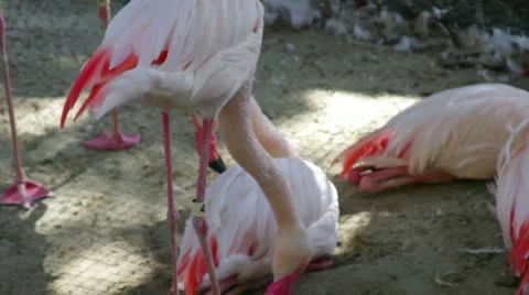 Flamingos3 Stock Footage 10882928