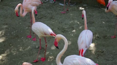 Flamingos4 Video stock 10882565