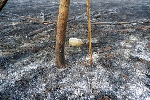 Flammable liquid bottle in the zone of forest wildfire on burnt grass 스톡 사진