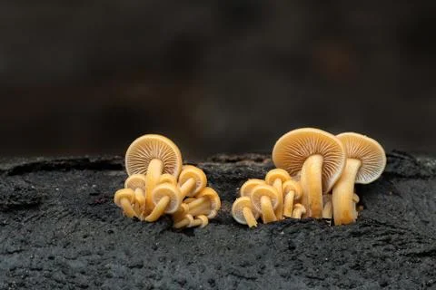 Flammulina Stock Photos
