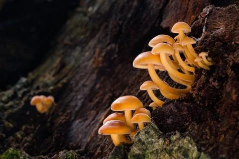 Flammulina Stock Photos