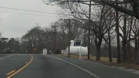 Flanders Duck Stock Footage 10768310