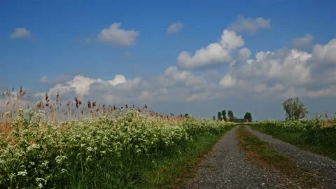 Flanders springtime landscape :  blooming flowers along a rural path Stock Footage 107411510