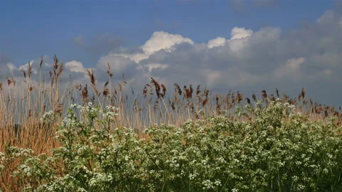 Flanders springtime landscape :  blooming flowers along a water canal Stock Footage 107532113