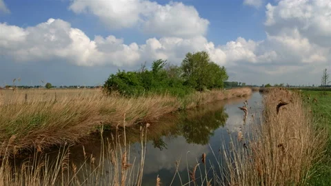 Flanders springtime landscape :  reed along a water canal Stock Footage 107411999