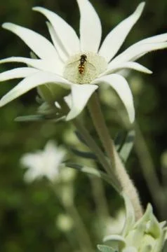 Flannel Flower with Hoverfly Stock Photos