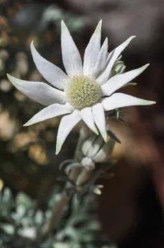 Flannel Flower Stock Photos
