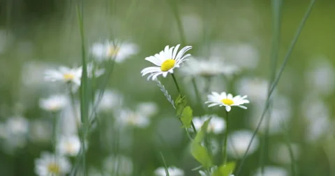 Flaower Stock Footage 201617754