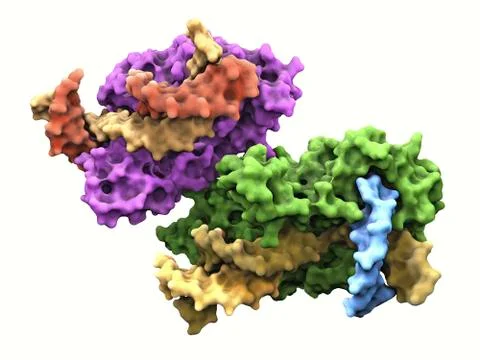 Flap endonuclease protein Stock Illustration