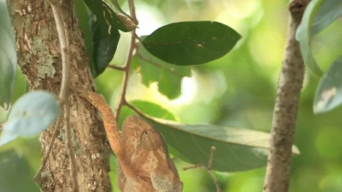 Flap-necked chameloen in a tree Video stock 91786645
