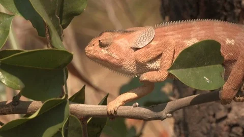 Flap-necked chameloen in a tree Video stock 91786709