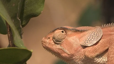 Flap-necked chameloen in a tree Video stock 91786795