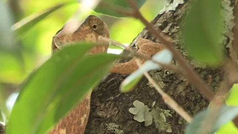 Flap-necked chameloen in a tree Video stock 91786915