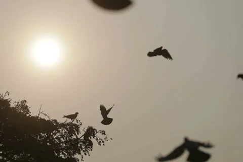 The flap of the wings of birds at sunset. Back frame. Slow motion. Video stock 155551211