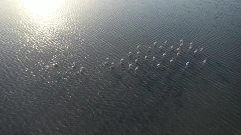 Flap your wings and fly, flamingos! Stock Footage 163875266